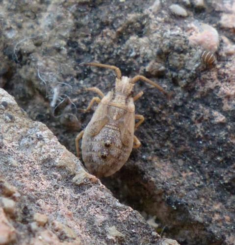 Réf. 233 869 : Arenocoris fallenii